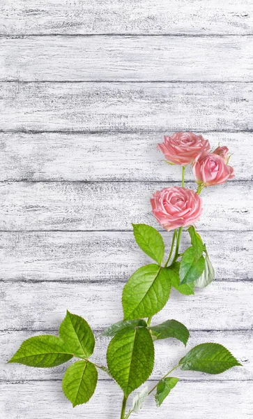 Tarjeta Vacaciones Con Rosas Rosadas Flores Fondo Tablones Madera Mal —  Fotos de Stock