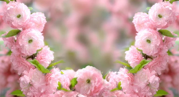 Geheimnisvollen Frühling Floralen Hintergrund Mit Blühenden Rosa Sakura Blumen Einem — Stockfoto
