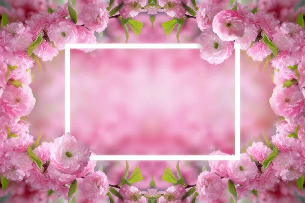 Fundo Floral Misterioso Primavera Moldura Com Flores Sakura Rosa Florescendo — Fotografia de Stock