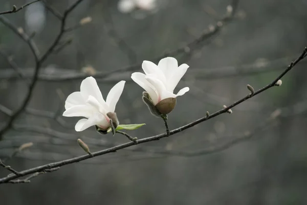 Tajemný Jarní Květinové Pozadí Kvetoucí Bílá Magnolia Květiny — Stock fotografie