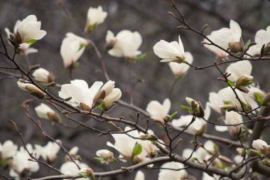 Gizemli bahar çiçek açan ile çiçek arka plan beyaz Manolya çiçeği