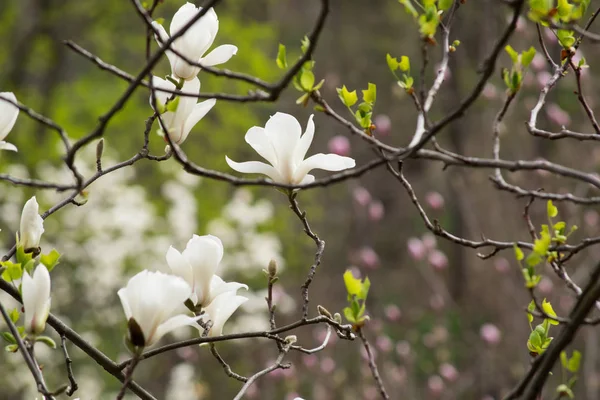 神秘的な春の花の背景に咲く白いモクレンの花 — ストック写真