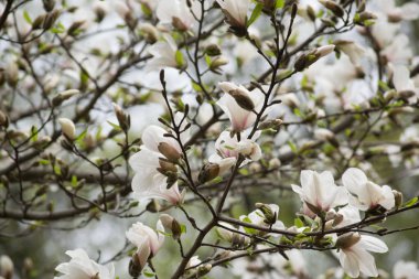 Gizemli bahar çiçek açan ile çiçek arka plan beyaz Manolya çiçeği