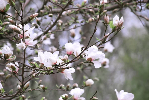 Geheimnisvollen Frühling Blumigen Hintergrund Mit Blühenden Weißen Magnolienblüten — Stockfoto