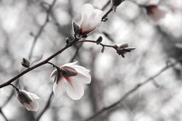 Mysterieuze Voorjaar Florale Achtergrond Met Bloeiende Witte Magnolia Bloemen — Stockfoto