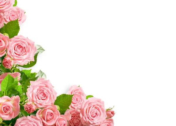 Köşe süsleme pembe gül fotoğraf veya metin için yer beyaz zemin üzerine izole