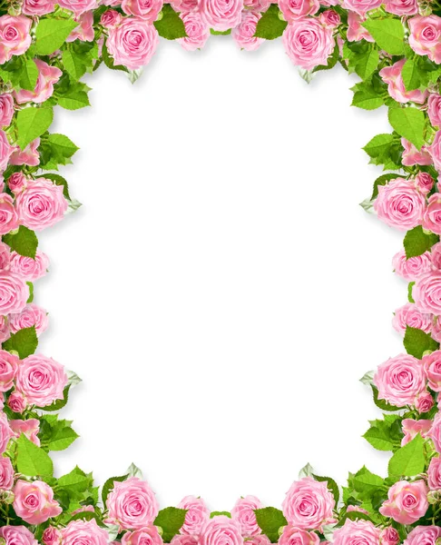 Quadro Rosas Rosa Isolado Fundo Branco Com Lugar Para Sua — Fotografia de Stock