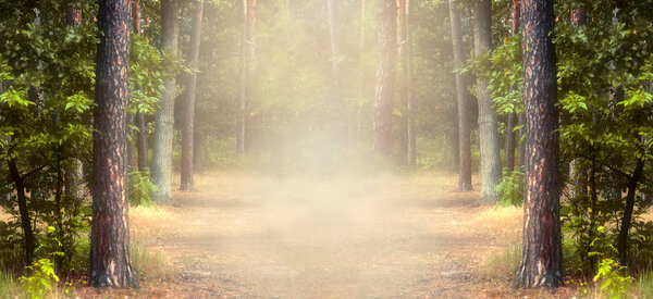 Fantasy summer panoramic photo background with pine tree forest and mysterious foggy trail with copy space