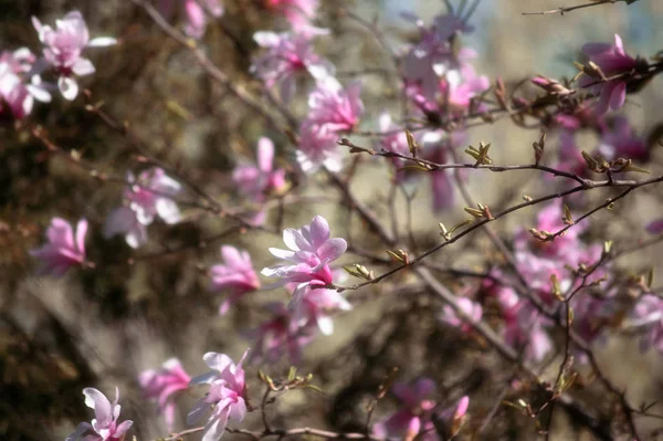분홍색 목련 꽃과 신비한 봄 배경 — 스톡 사진