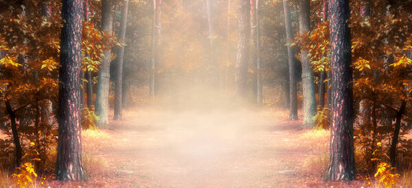 Fantasy autumn panoramic photo background with pine tree forest and mysterious foggy trail with copy space