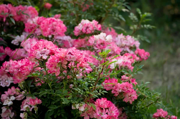 Таинственный Весенний Цветочный Фон Цветущими Розовыми Цветами — стоковое фото