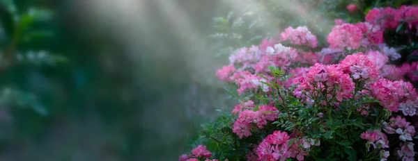Фантазия Загадочный Весенний Цветочный Баннер Цветущими Розовыми Цветами Розы Размытом — стоковое фото