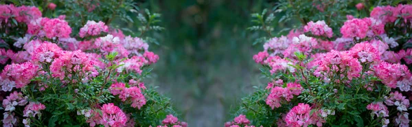 Tajuplný jarní květinový proužek s kvetoucí růžovou růží — Stock fotografie