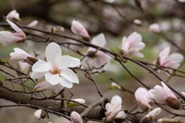 Çiçek açan manolya akan gizemli bahar çiçek arka plan