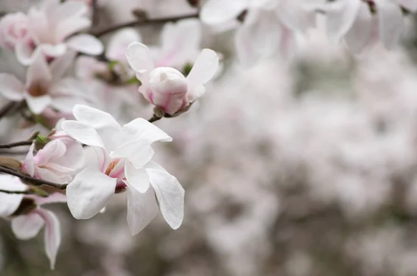 Mysterieuze lente bloemen achtergrond met bloeiende Magnolia flowe — Stockfoto