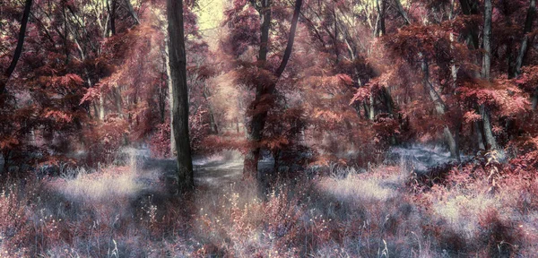 Outono Fantasia Foto Panorâmica Com Floresta Misteriosa Raios Sol — Fotografia de Stock