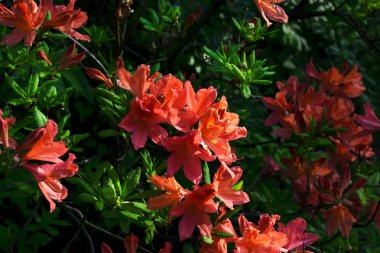 Çiçekaçan rhododendron f ile gizemli bahar çiçek arka plan