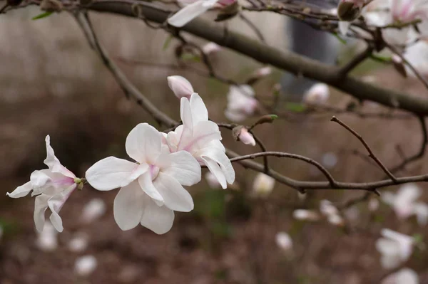 Mysterieuze lente bloemen achtergrond met bloeiende Magnolia flowe — Stockfoto