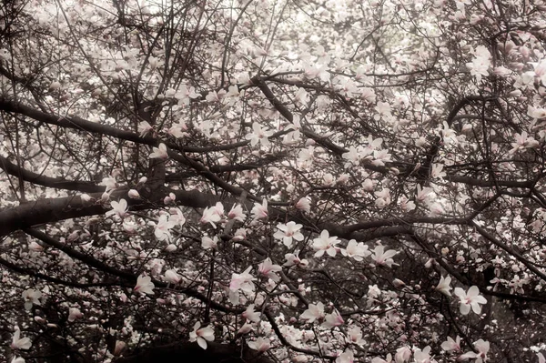 Mystérieux fond floral printanier avec magnolia fleuri — Photo