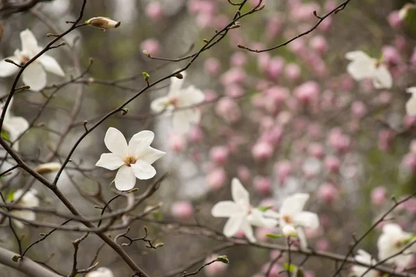 신비한 봄 꽃 목련 꽃 배경 — 스톡 사진