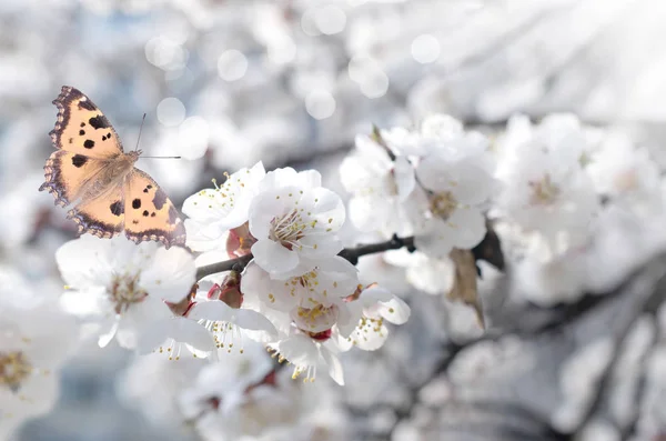 Spring mysterious blooming garden with sakura cherry flowers — Stock Photo, Image
