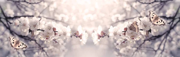 Geheimnisvolle Frühlingsblumen-Fahne mit blühender weißer Kirsche — Stockfoto