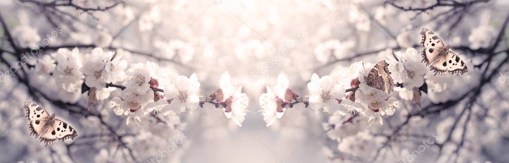 Mysterious spring floral banner with blooming white cherry