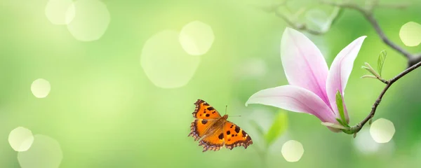 ピンクのマグノリアの花と飛ぶ蝶と神秘的な春の背景 ファンタジー花のバナー — ストック写真