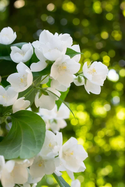 Frühling floralen Hintergrund mit blühenden Jasminblüten im Garten — Stockfoto