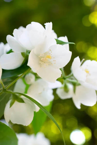 Fondo floral de primavera con flores de jazmín en flor en el jardín — Foto de Stock