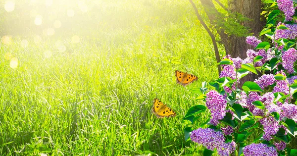 Fundo de primavera misterioso com flores de lilases florescendo — Fotografia de Stock