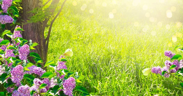 Misterioso sfondo primaverile con fiori di lilla in fiore — Foto Stock