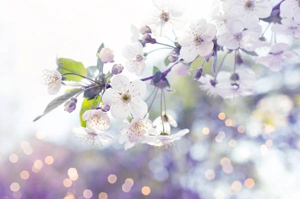 春天的花卉背景与盛开的樱花樱花 — 图库照片