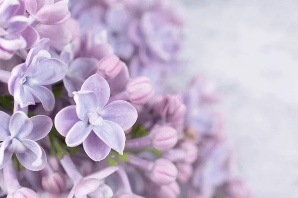 Fantasia lilla fiori primo piano su sfondo sfocato — Foto Stock