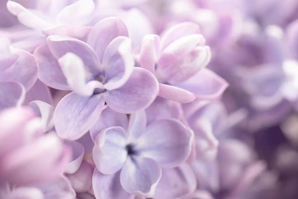 Fantasy Lilas Fleurs Gros Plan Sur Fond Flou Avec Effet — Photo