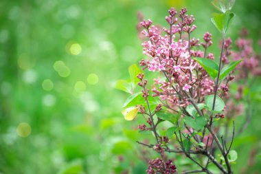 Çiçeklenme leylak çiçekler ile gizemli bahar arka plan