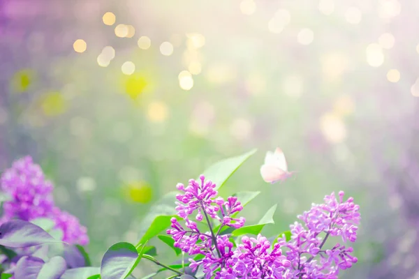 Fundo de primavera misterioso com flores de lilases florescendo — Fotografia de Stock