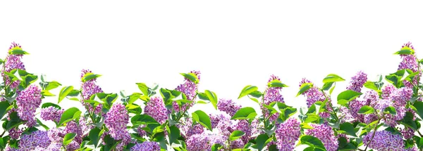 흰색 배경에 고립 된 라일락 꽃 — 스톡 사진