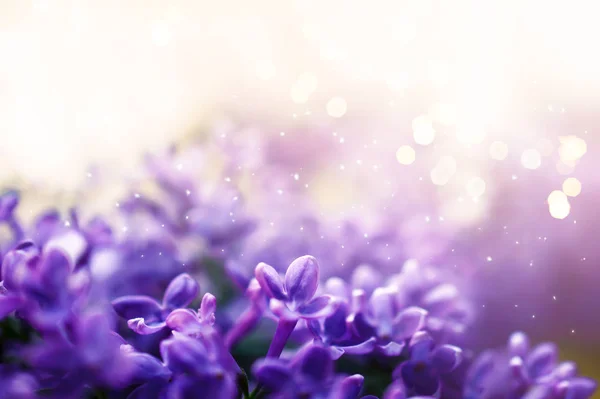 Fantasia lilla fiori primo piano su sfondo sfocato — Foto Stock