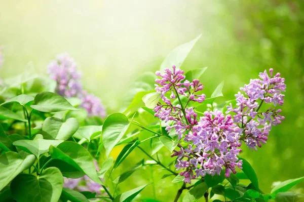 Misterioso fondo de primavera con flores de lilas en flor — Foto de Stock