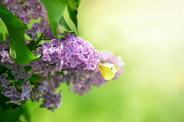 피는 라일락 꽃과 신비한 봄 배경 — 스톡 사진