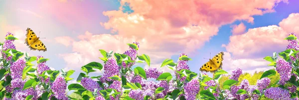 Flores y mariposas lila en el jardín contra el cielo azul —  Fotos de Stock