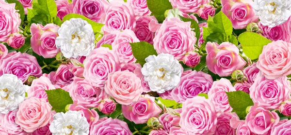 Όμορφο Floral Φόντο Αποτελείται Από Ροζ Τριαντάφυλλα Και Μπράινο Σκύλος — Φωτογραφία Αρχείου