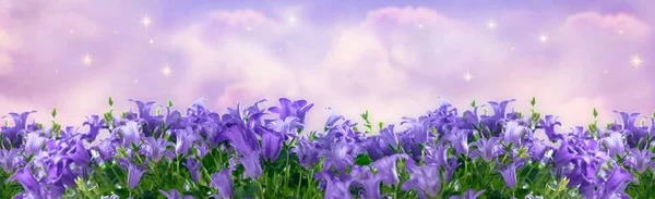 Знамя с фантазией цветущие колокольчики campanula цветы — стоковое фото