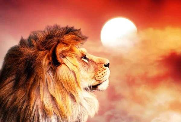 Afrikanska Lejon Och Solnedgång Afrika Afrikansk Savannah Landskap Tema Kung — Stockfoto