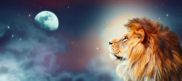 Afrikai oroszlán és a Hold éjszaka Afrikában. Afrikai szavanna holdfényben — Stock Fotó