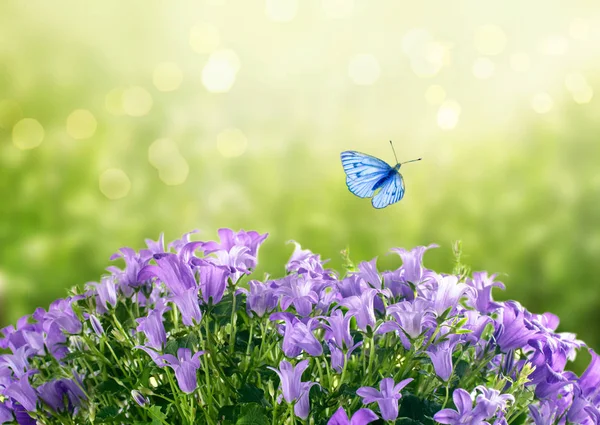 Mysterious spring or summer card with blooming fantasy bluebells — Stock Photo, Image