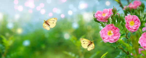 Mystérieuse bannière florale brillante de printemps avec rose fleuri — Photo