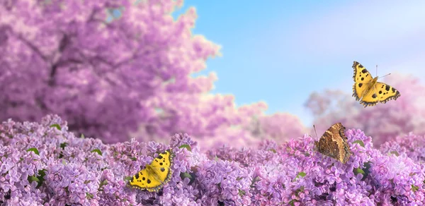 Flores lila y mariposas voladoras con alas amarillas en el jardín —  Fotos de Stock