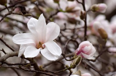 Beyaz manolya çiçekleri ile gizemli bahar arka plan